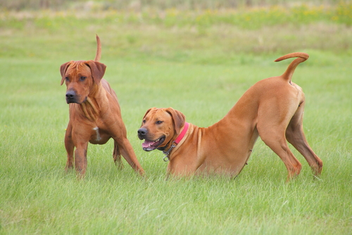 Deux chiens jouent dans l'herbe