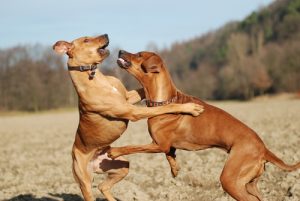Les chiens dominants et leur importance