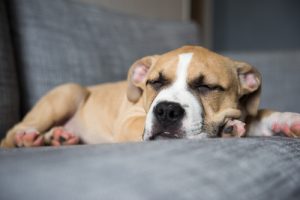 La régurgitation chez les chiens et les chats