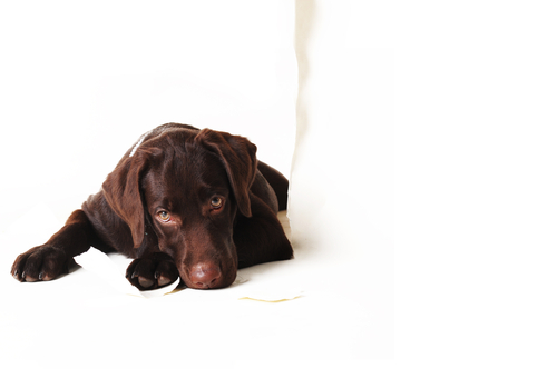 Un labrador marron allongé