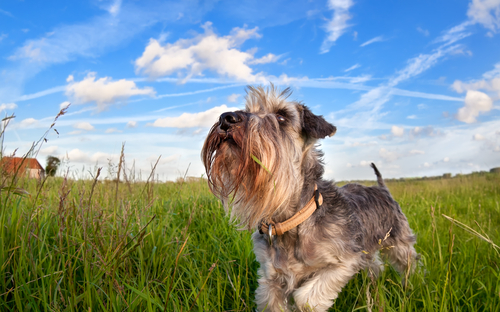 Un Schnauzer dans un pré