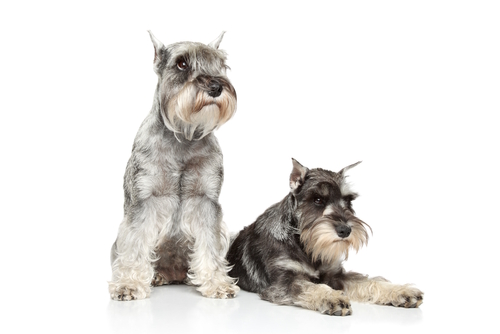 Découvrez Le Magnifique Schnauzer Mes Animaux