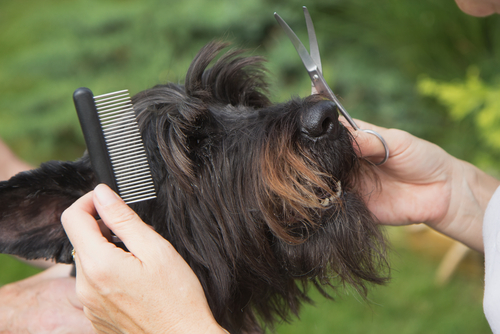 un schnauzer se fait tailler les moustaches