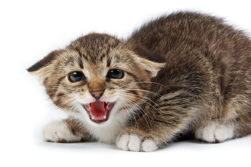 un jeune chat les oreilles en arrière, sur la défensive