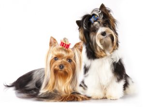 Tout ce qu'il faut savoir sur les Terriers