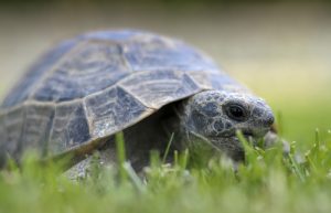 Comment prendre soin d'une tortue