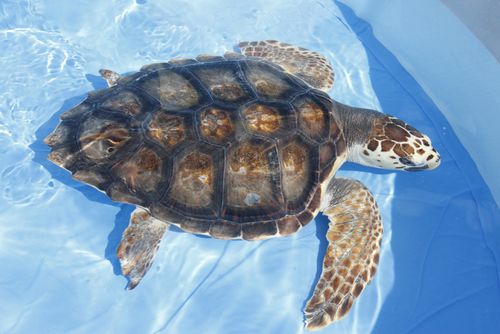 Une tortue d'eau dans un bassin