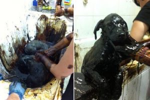 Un groupe de chiots sauvés d'un puit de goudron