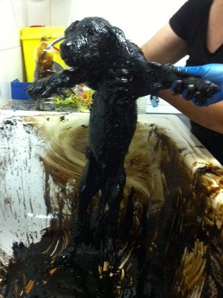 Un chiot plein de goudron est lavé par une toiletteuse