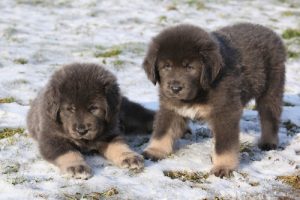 Les chiens les plus chers de la planète