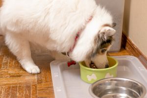 3 astuces à l'huile d'olive pour votre chien