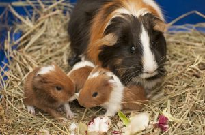 Comment faire une cabane pour votre cochon d'Inde