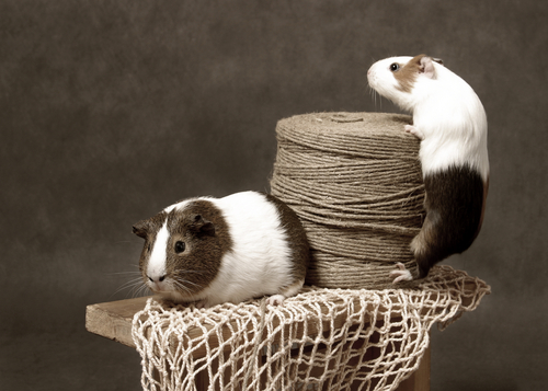 Deux cochons d'Inde bicolore avec une bobine de raffia
