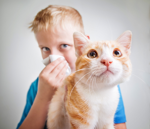 Un enfant et un chat blanc et roux
