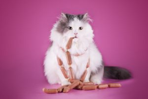 Mon chat est en surpoids, que faire ?