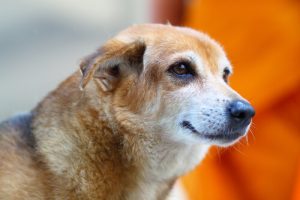10 choses que votre chien peut prédire
