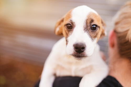 un chiot dans les bras d'une femme