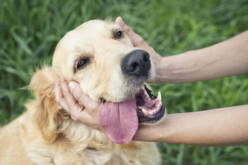 Un labrador vu de près avec deux mains autour de sa tête qui le cajolent