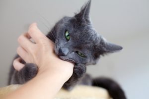 Comment éviter que votre chat ne vous morde ?