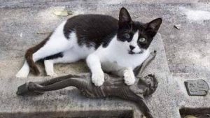 Un chat visite la tombe de son propriétaire tous les jours