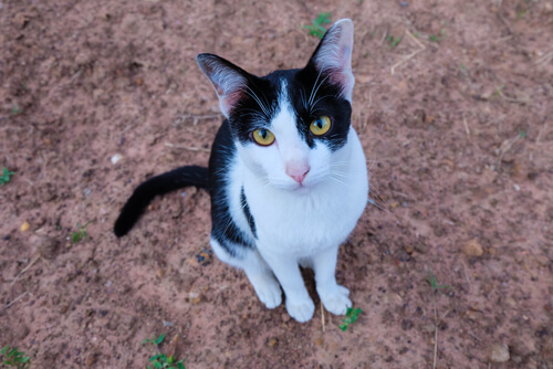 Toldo, le chat noir et blanc assis