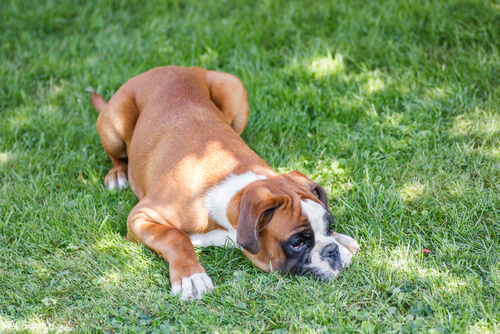 Un boxer allongé dans l'herbe