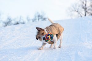 Pourquoi le chien secoue-t-il ses jouets ?