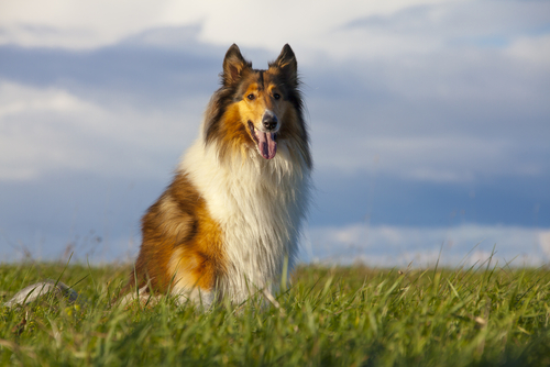 un chien dans une prairie