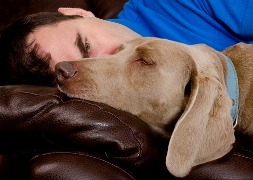 un chien allongé sur un canapé avec son maître