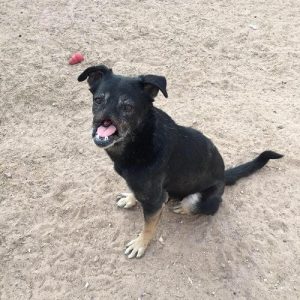 Découvrez deux belles histoires de chiens sauvés par l'amour