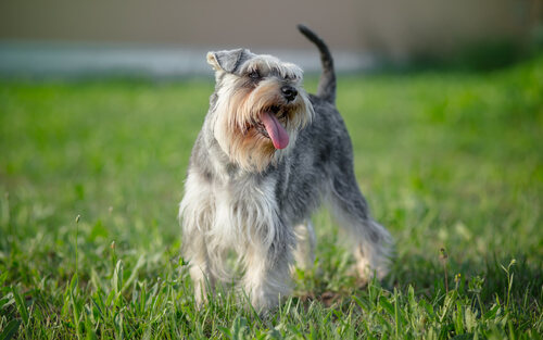 Un schnauzer dans un pré