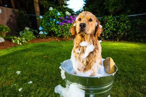 un golden retriever dans une bassine dans un jardin, couvert de savon
