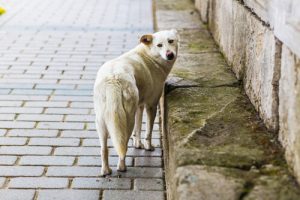Je t’aimerai quand même, même quand tu m’abandonneras