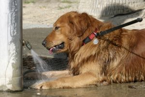 Comment protéger votre chien contre les coups de chaleur