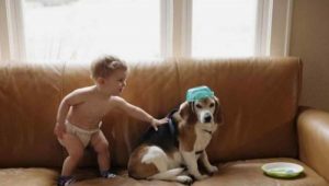 Un enfant envoie une lettre à son chien mort et reçoit en retour une belle réponse