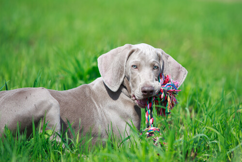 Un chien dans l'herbe avec son jouet