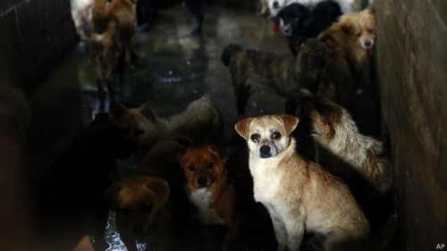groupe de chiens bâtards