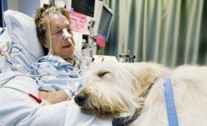 Un hôpital au Canada autorise des animaux de compagnie