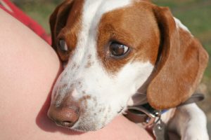 Conseil pour aider à se détendre un chien nerveux