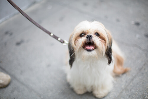 Un petit chien en laisse
