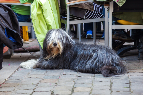 un chien allongé tenu en laisse