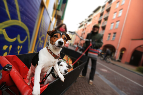 deux chiens dans un chariot