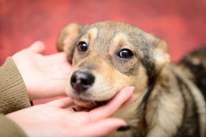 La journée des chiens bâtards