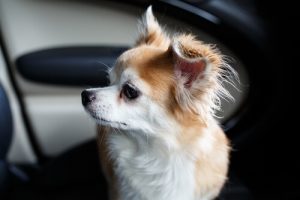 Un homme brise les vitres d’une BMW pour sauver la vie d’un chien