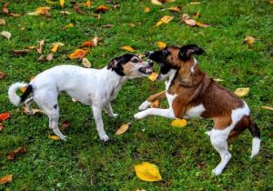 Comment arrêter un combat de chiens ?