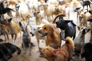 Qu’a fait la Hollande pour devenir le premier pays sans animaux errants ?