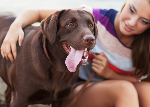 Une jeune femme enlace un labrador chocolat qui a l'air heureux
