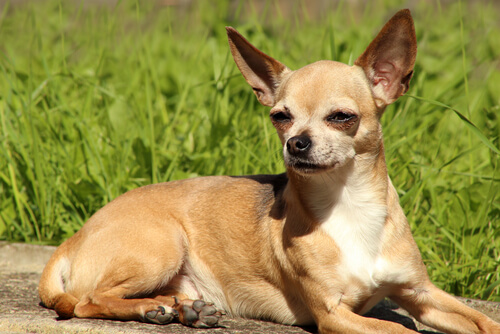 un chihuahua allongé