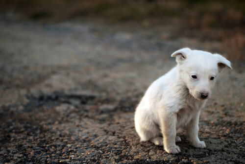 un chiot errant blanc, tout seul