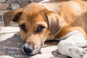 La sagesse d’un chien errant